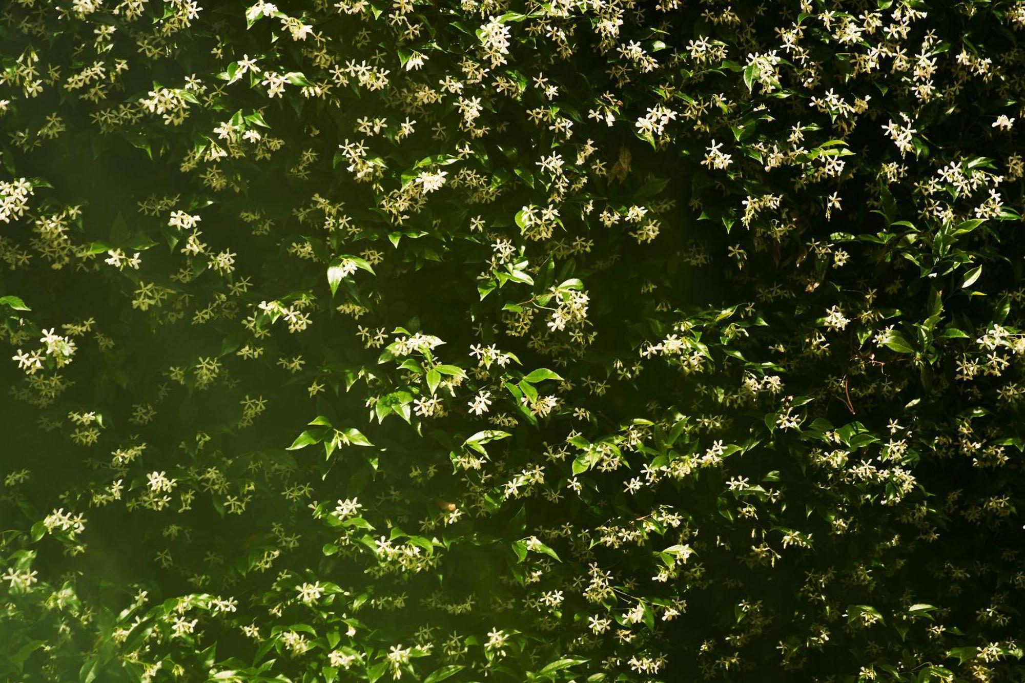 Giardino Segreto, In Centro Lejlighed Trieste Eksteriør billede